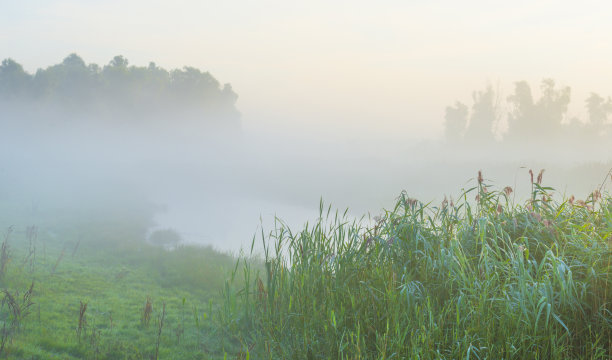 在夏日日出的阳光下，芦苇和野花在雾蒙蒙的湖边图片下载