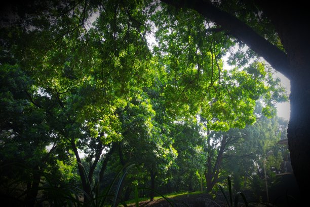 印度尼西亚热带雨林树木的绿叶照片图片下载