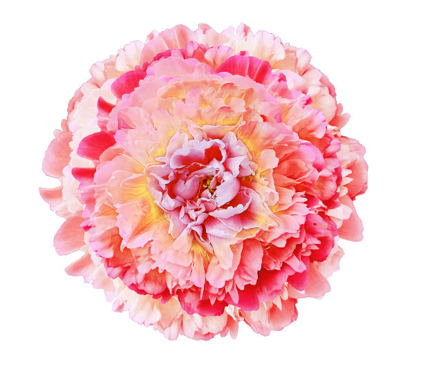 红粉红色的牡丹花在白色孤立的背景与修剪路径。特写镜头。为设计。大自然。图片下载