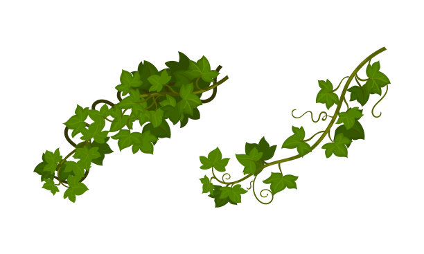 常青藤攀缘木本植物图片下载