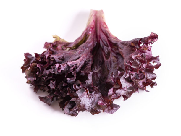红色叶生菜孤立在白色的背景上。图片下载