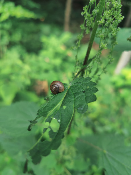 蜗牛在森林里爬上一片叶子图片下载