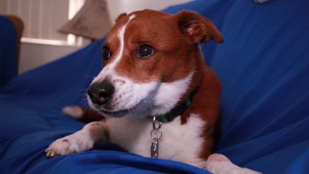 蓝色沙发上的狗图片下载