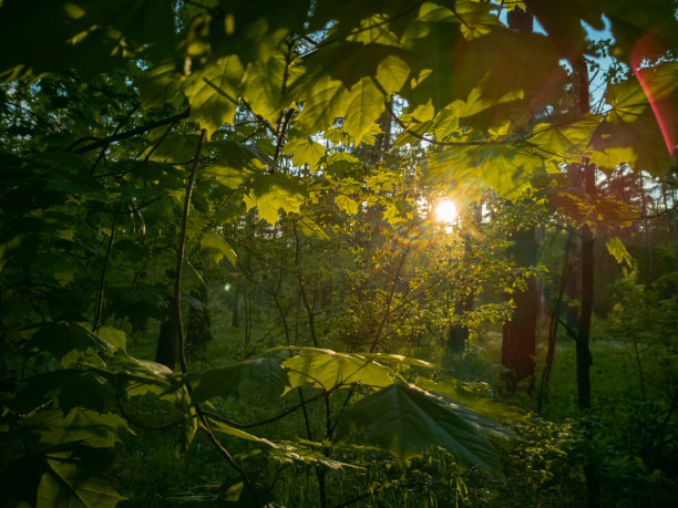 美丽的乡村风景。阳光透过绿色的夏季森林的树叶图片下载