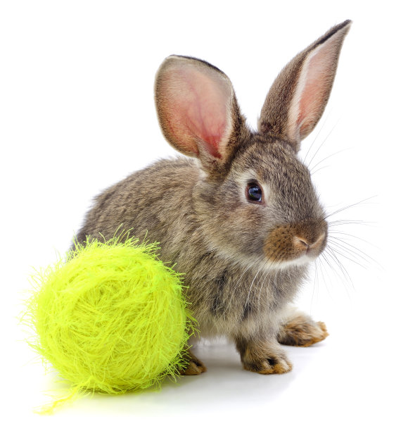 兔子和线球。图片下载