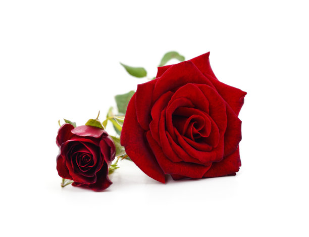 两个红玫瑰。图片下载