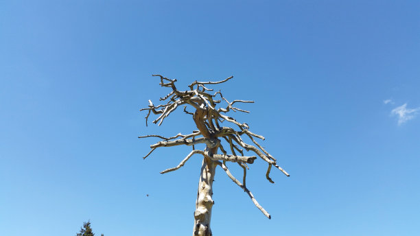 蓝色夏日天空假日照片背景树木图片下载
