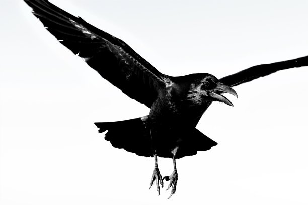 飞翔的黑白乌鸦图片下载