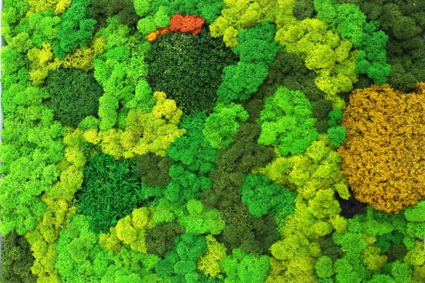 室内设计中，多色的装饰稳定苔藓作为墙面装饰图片下载