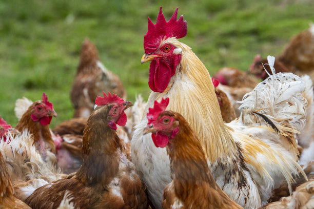 户外放养的公鸡和鸡图片下载