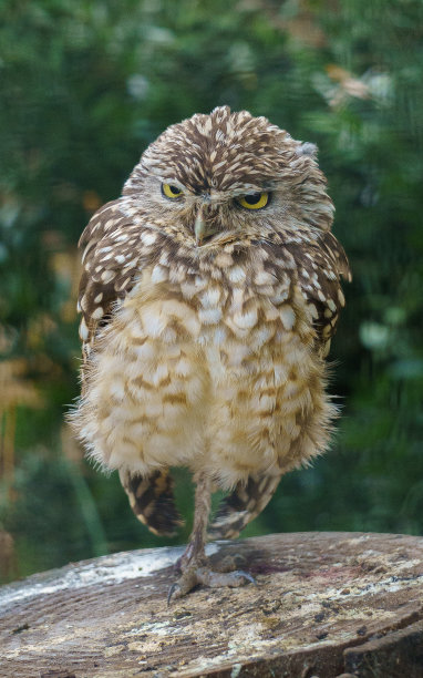 精品枭图片下载