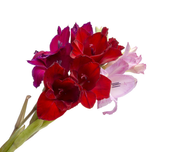美丽明亮的剑兰花，春天的花束孤立在白色上图片下载