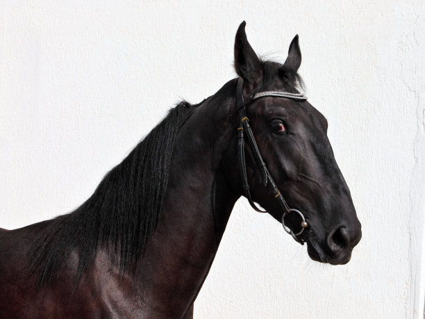 竞赛нorse肖像在光的背景图片下载