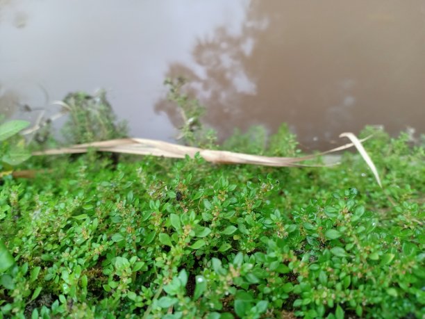 生长在灌溉渠壁上的野生小植物图片下载