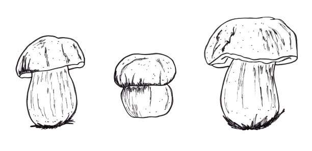 一套蘑菇手绘插图。孤立的,白色背景图片下载