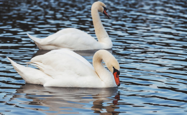 湖上的两只白天鹅图片下载