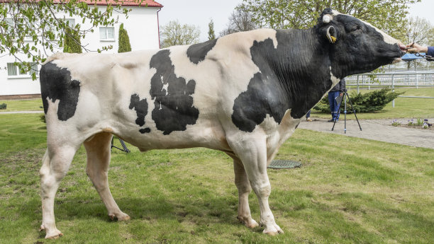 牛制作人在表演架。农业目录的图像。为奶牛受精而产生的精子。农业经营理念。图片下载