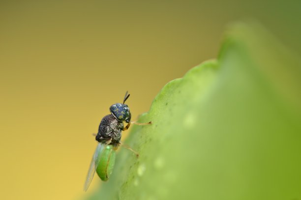 绿黑蝇图片下载