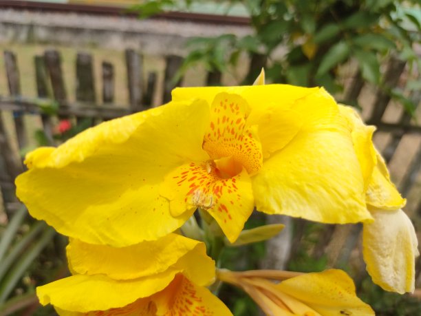 花园里的花很漂亮图片下载