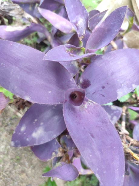 花园里的花很漂亮图片下载