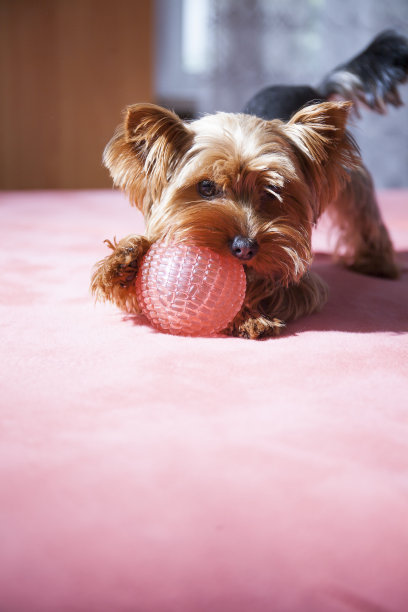 可爱的约克郡小猎犬在家里玩粉红色的球图片下载