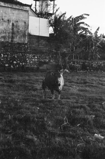 凝视奶牛在复古黑白照片图片下载