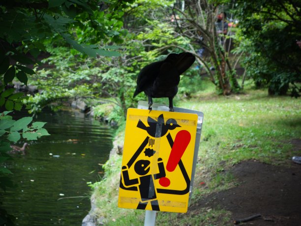 在札幌中岛公园，黑色的日本大嘴乌鸦站在黄色的鸟降落标志上图片下载