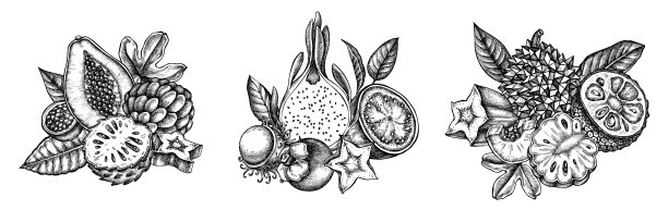 黑白番木瓜构成图片下载