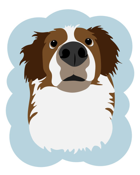 澳大利亚牧羊犬图片下载