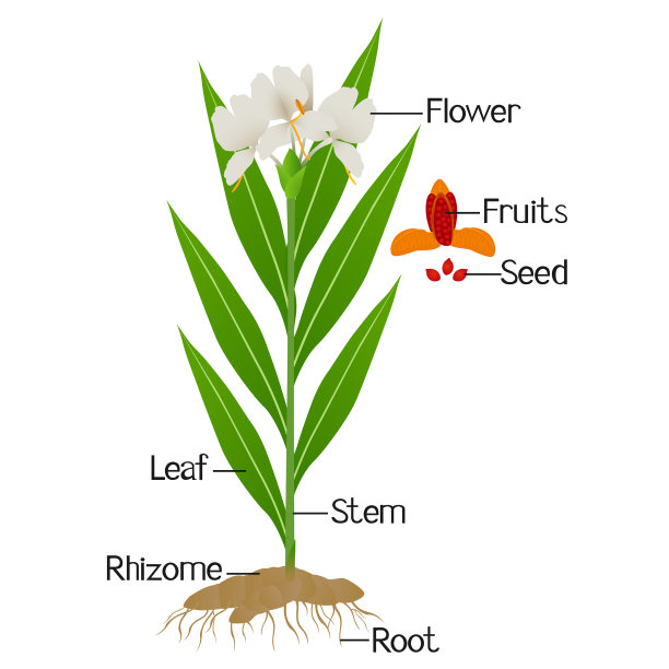 部分姜花姜属植物图片下载