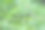 哥伦比亚野生辣椒(aji chirca)，通常以灌木的形式生长在野外，主要在南美洲种植
辣度达到了5万到10万度(非常辣)图片下载