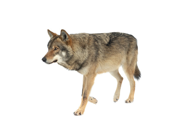 狼在雪中行走，孤立在白色的背景上图片下载