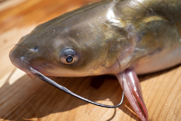 野生鲶鱼的特写镜头。近距离拍摄新鲜鲶鱼。图片下载