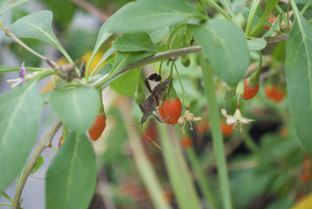 渴望枸杞子图片下载