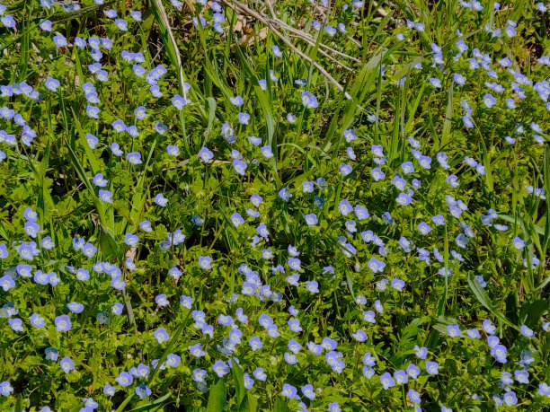 2021年野花图片下载