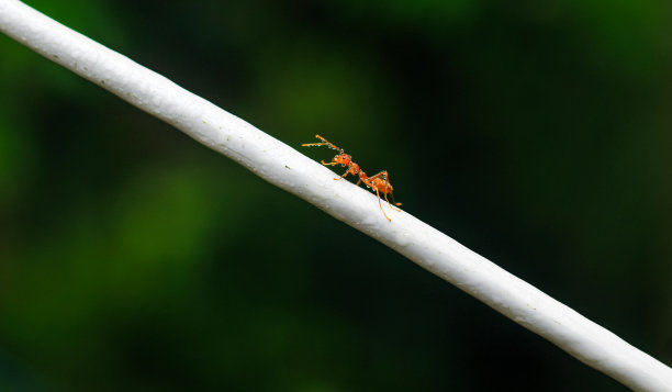 射中附近的红蚂蚁，爬上绳子。绳子上的蚂蚁模糊了背景。红蚂蚁在绳子上收集水。图片下载