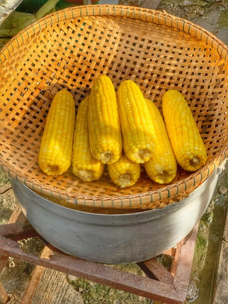 蒸熟的玉米放在竹编篮子里。图片下载