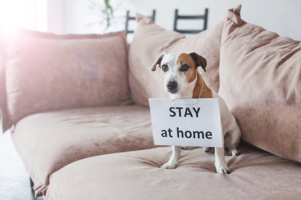 可爱的狗在家里空白卡图片下载