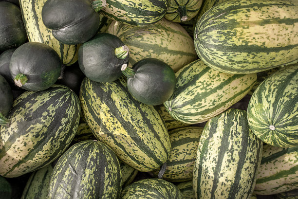 熟绿两种南瓜。在菜园中种植新鲜南瓜类蔬菜图片下载