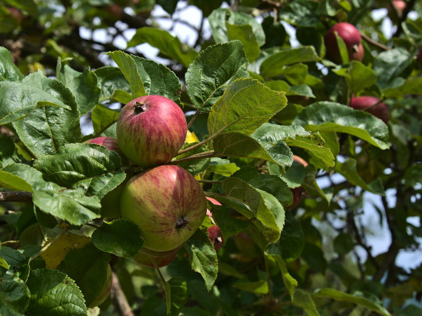 在德国的威海姆和德泰克附近，一个阳光明媚的夏日，一棵苹果树(苹果)的树冠的特写照片，树上的果实闪烁着红色的光芒，叶子是绿色的。图片下载