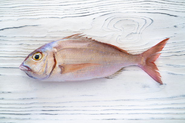 红色的鲷鱼或粉红色的海鲷在白色的木头背景上图片下载