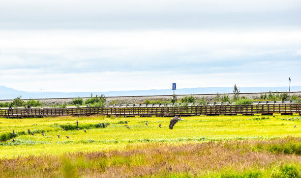 阿拉斯加安克雷奇附近波特沼泽鸟类保护区的鹰图片下载