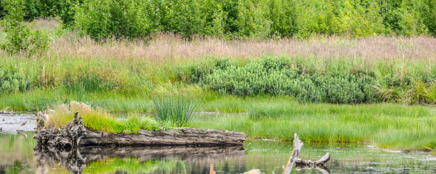 鸟类和湿地保护区——阿拉斯加安克雷奇附近的波特沼泽图片下载