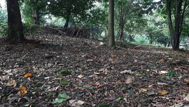 印度尼西亚热带城市森林的秋叶照片图片下载