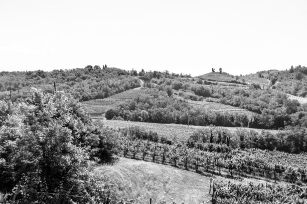 弗留利veneziia - giulia的田地种植着葡萄藤图片下载