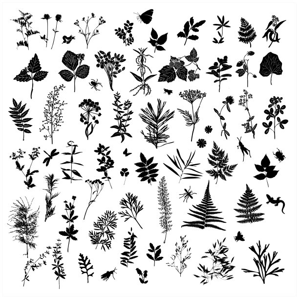 一组植物元素的剪影。植物标本。花园和森林收集树叶，花，药草和昆虫。图片下载