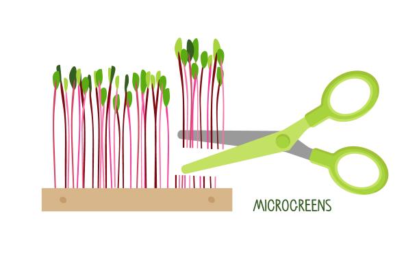 剪刀剪小嫩芽。木盒里的甜菜绿叶菜。红甜菜根，新鲜的芽和嫩叶。发芽。健康的营养。在家里种植超级食物卡通平面向量。图片下载