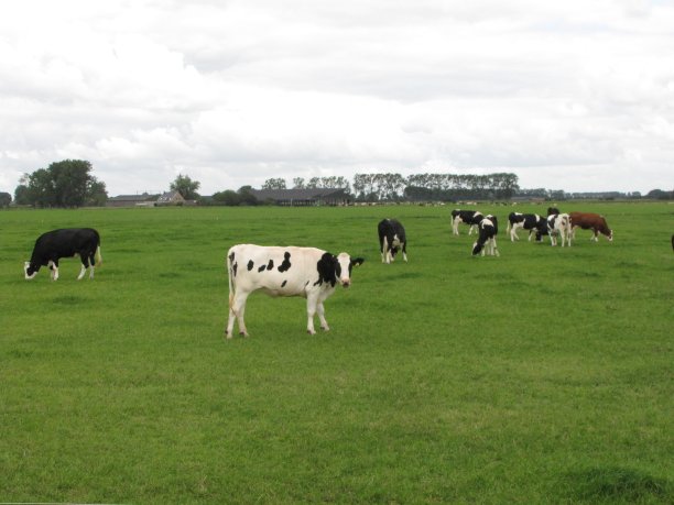 荷兰，一头荷斯坦牛在绿色的草地上吃草图片下载
