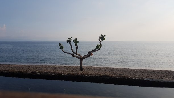 沙滩上一棵一动不动的树图片下载