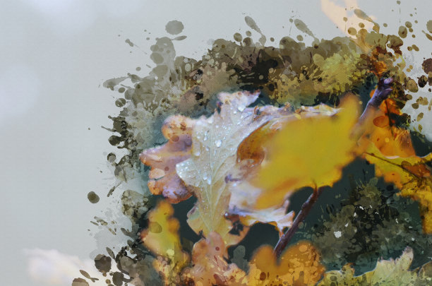 带有黄色叶子的橡树的树枝。带l的秋叶图片下载